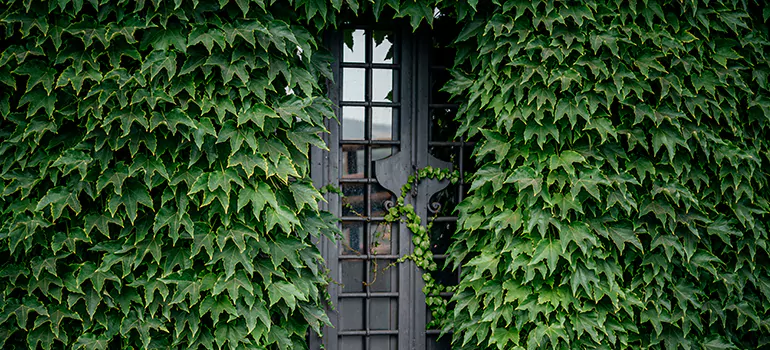 Garden Gate Repair in Belmont, CA