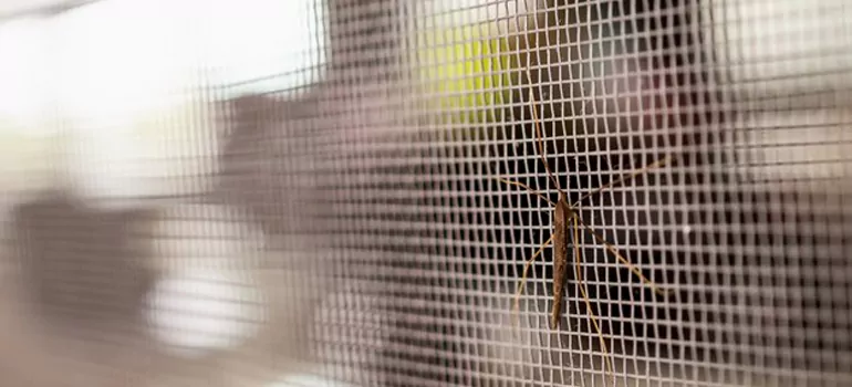 Repair Mosquito Mesh For Windows in Belmont, CA